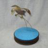 Minature Flying Blackduck with base
